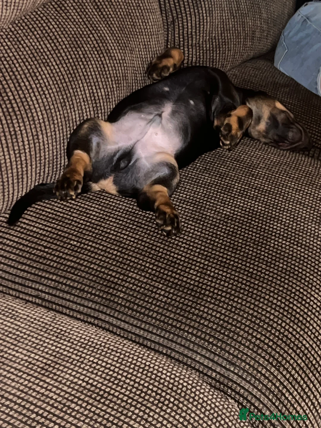 Dachshund dogs for sale: Dachshund puppies - Advert 17