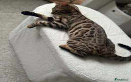 Bengal cats for sale: Bengal cat - Image 2