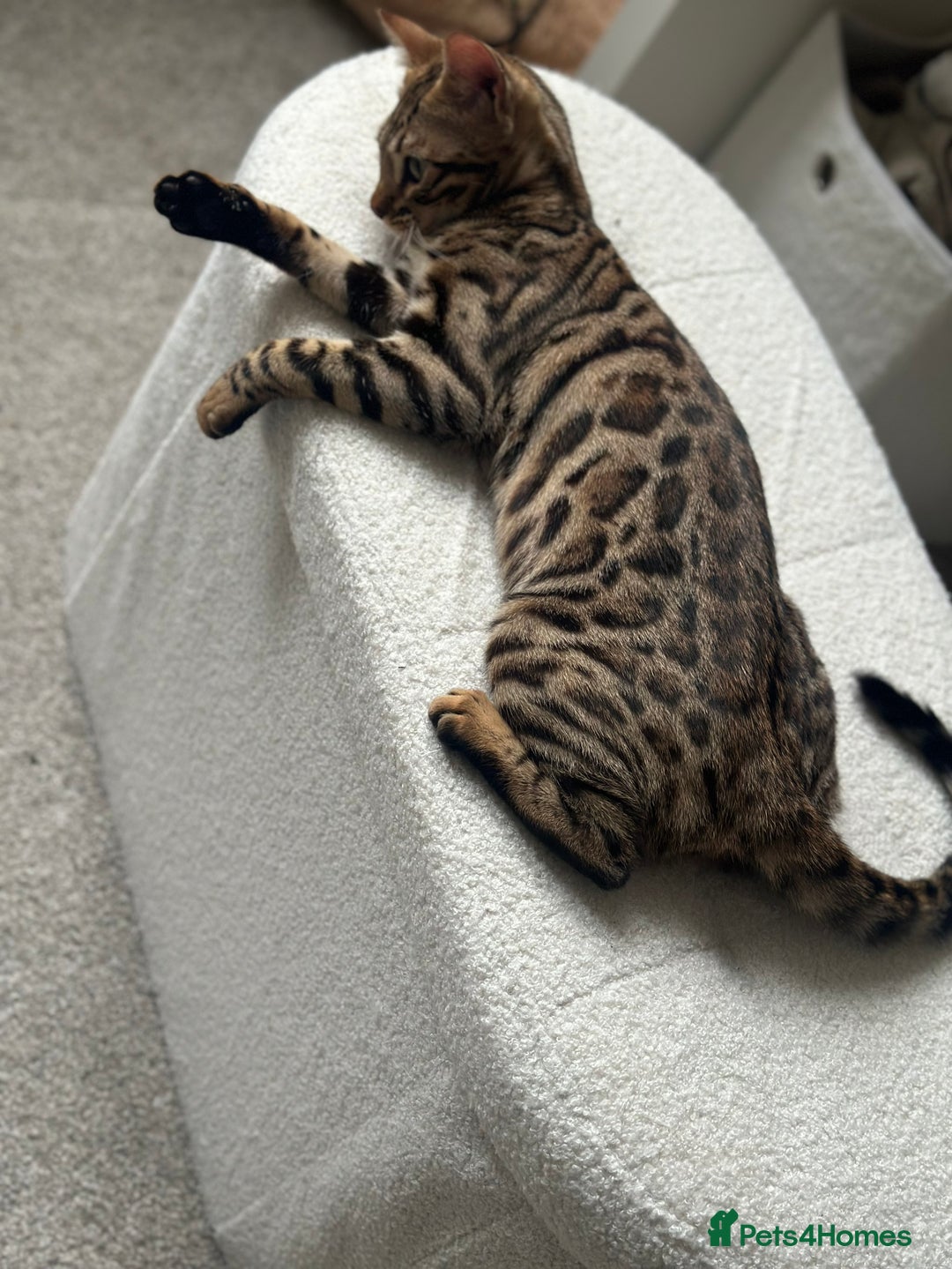 Bengal cats for sale: Bengal cat - Image 2