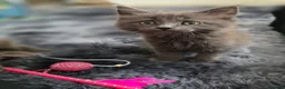 Maine Coon cats for sale: Gorgeous, sociable maine coon kittens  - Advert 19