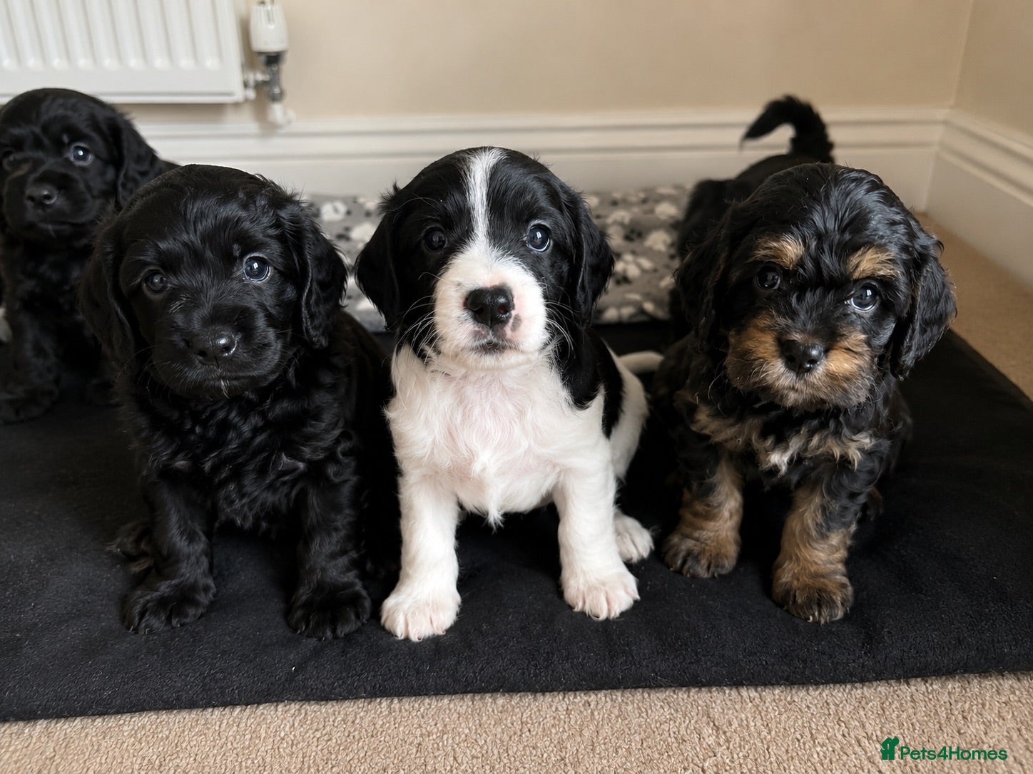 Cavapoo dogs  Beautiful Cavapoo puppies  - Advert 5