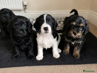 Cavapoo dogs Beautiful Cavapoo puppies - Advert 5