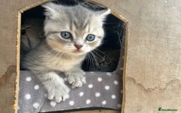 British Shorthair cats for sale: British shorthair kittens  - Image 30