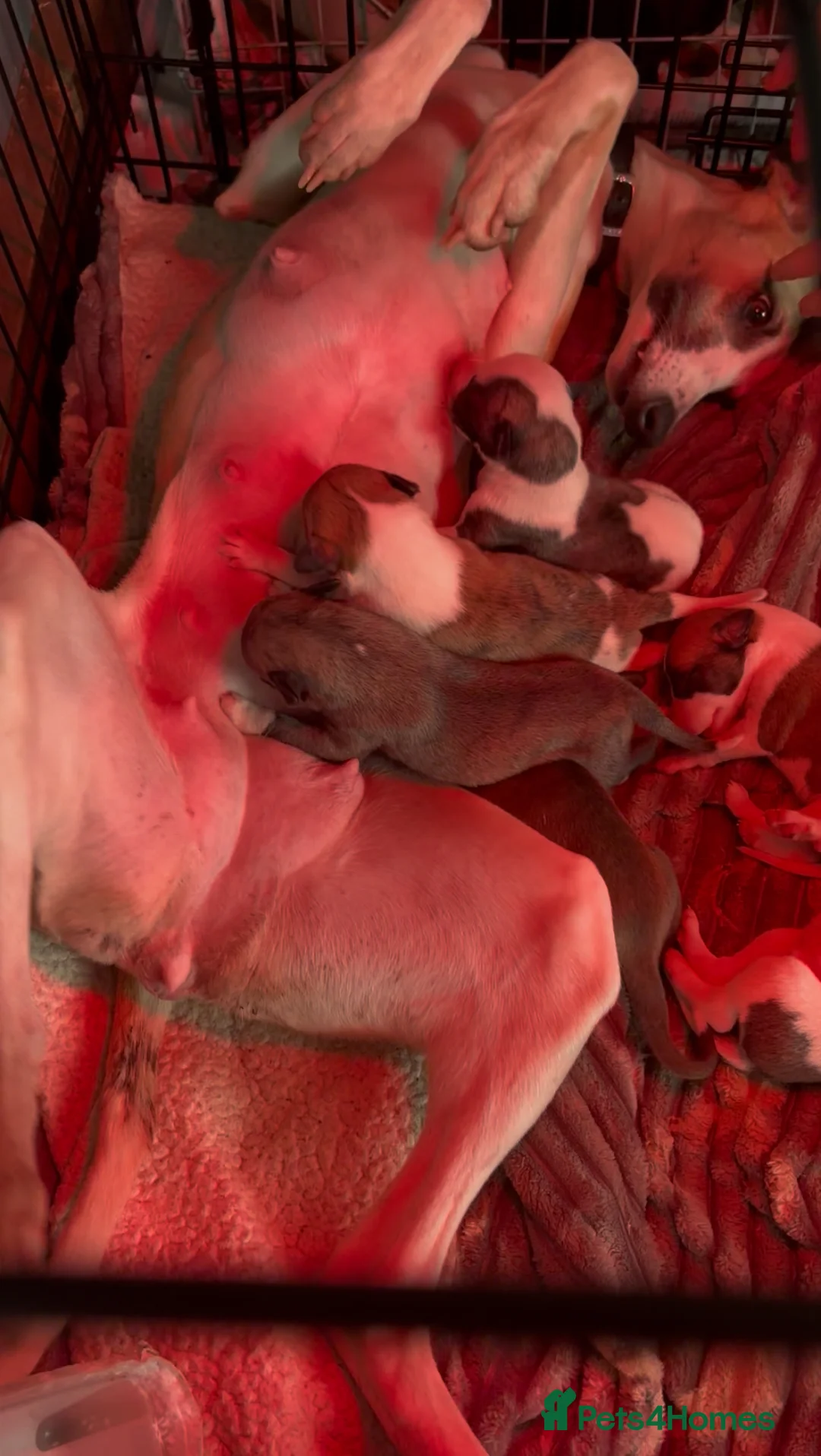 Whippet dogs for sale: 7 gorgeous whippet puppies! All ready leave  - Advert 9