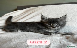Maine Coon cats for sale: Maine Coon Kittens for Sale TICA  3 Boys & 2 Girls - Image 8
