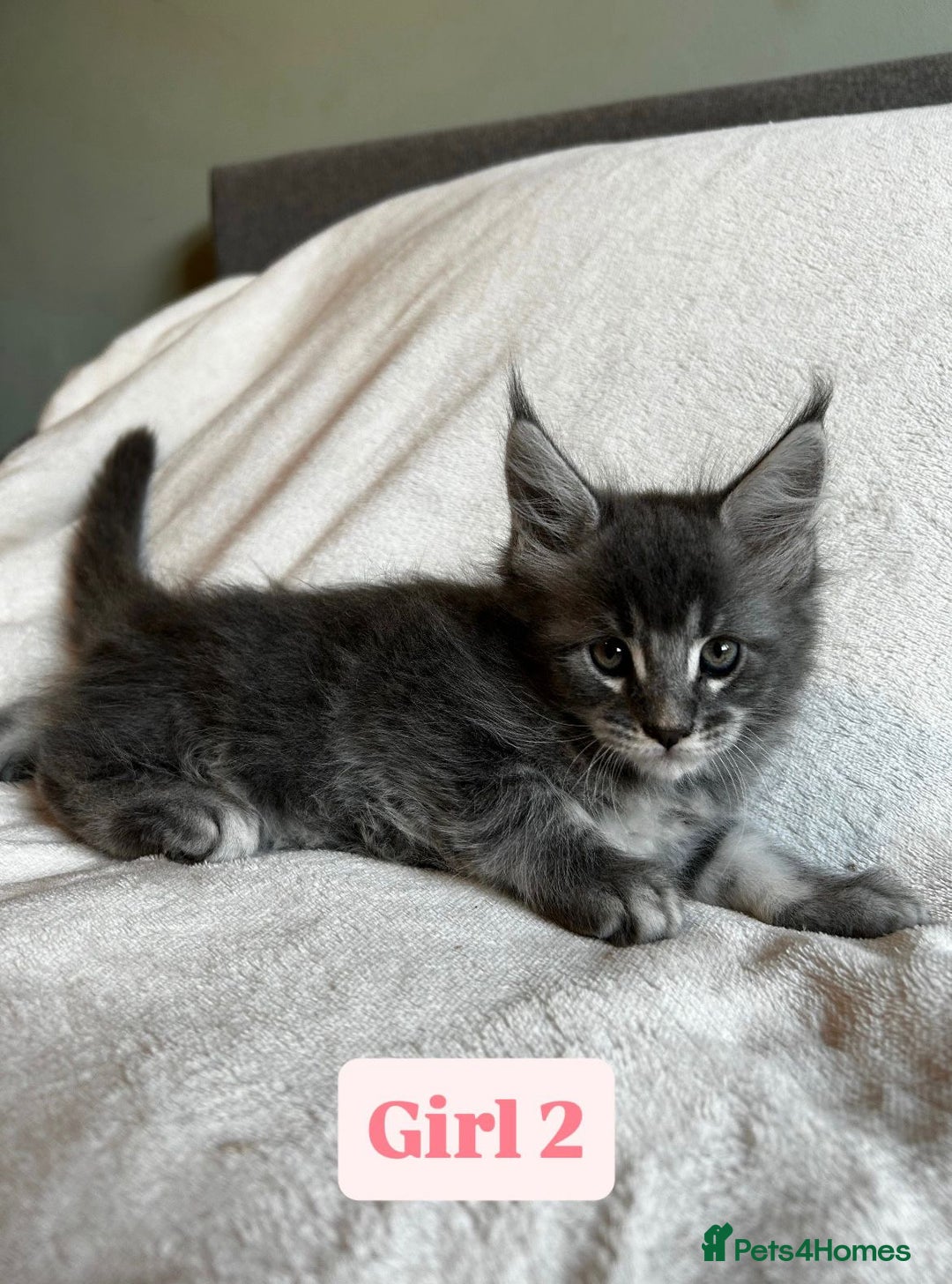 Maine Coon cats for sale: Maine Coon Kittens for Sale TICA  3 Boys & 2 Girls - Image 8