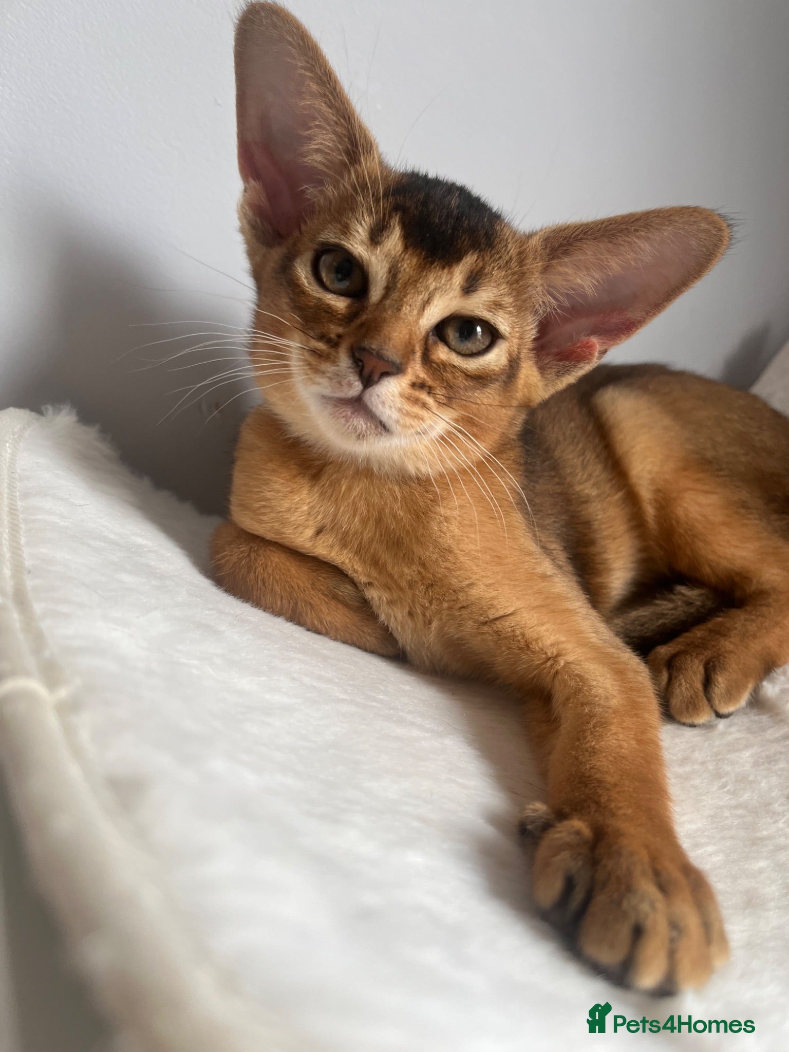 Abyssinian cats Adorable Abyssinian kittens - Advert 1