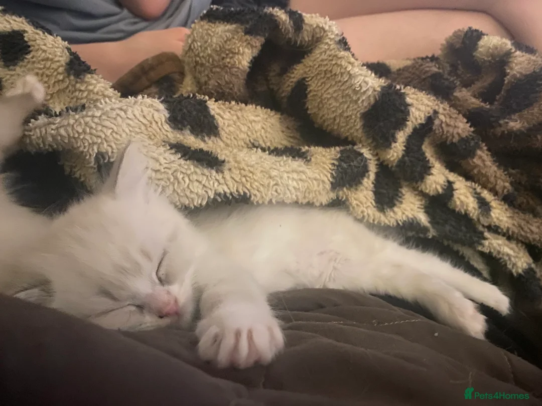 Ragdoll cats for sale: Stunning Fluffy Ragdoll kittens - Advert 2