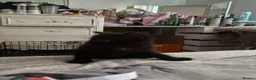 Mixed Breed cats for sale: Tabby and black kittens - Advert 8