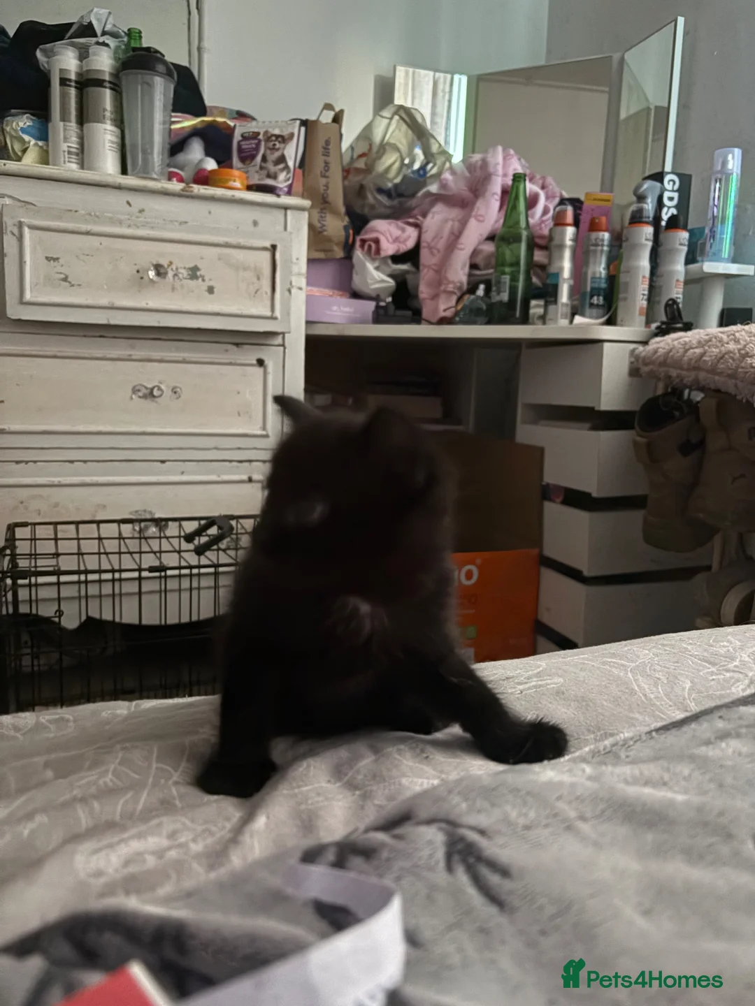 Mixed Breed cats for sale: Tabby and black kittens - Advert 8
