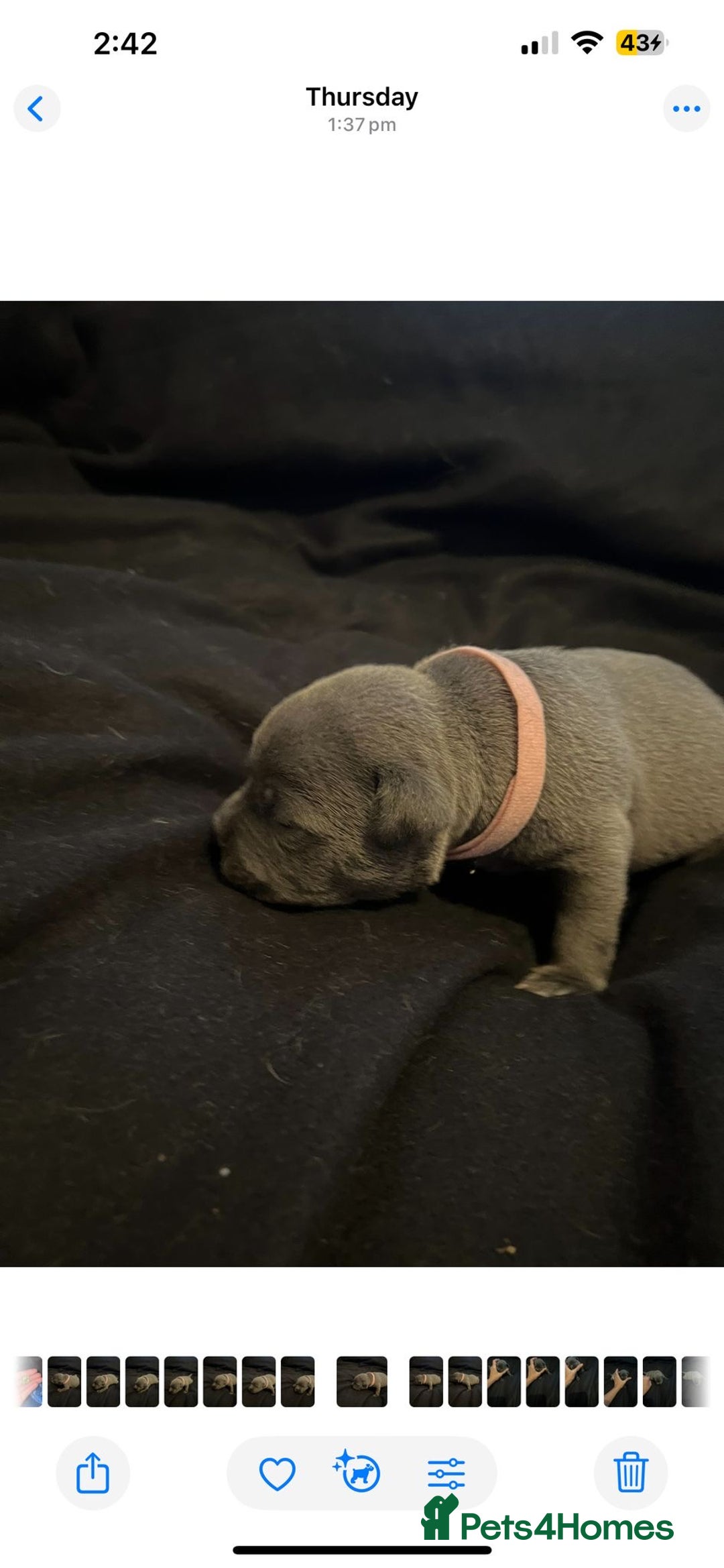 Staffordshire Bull Terrier dogs for sale: Staffordshire bull terrier puppies | blue staff - Image 13