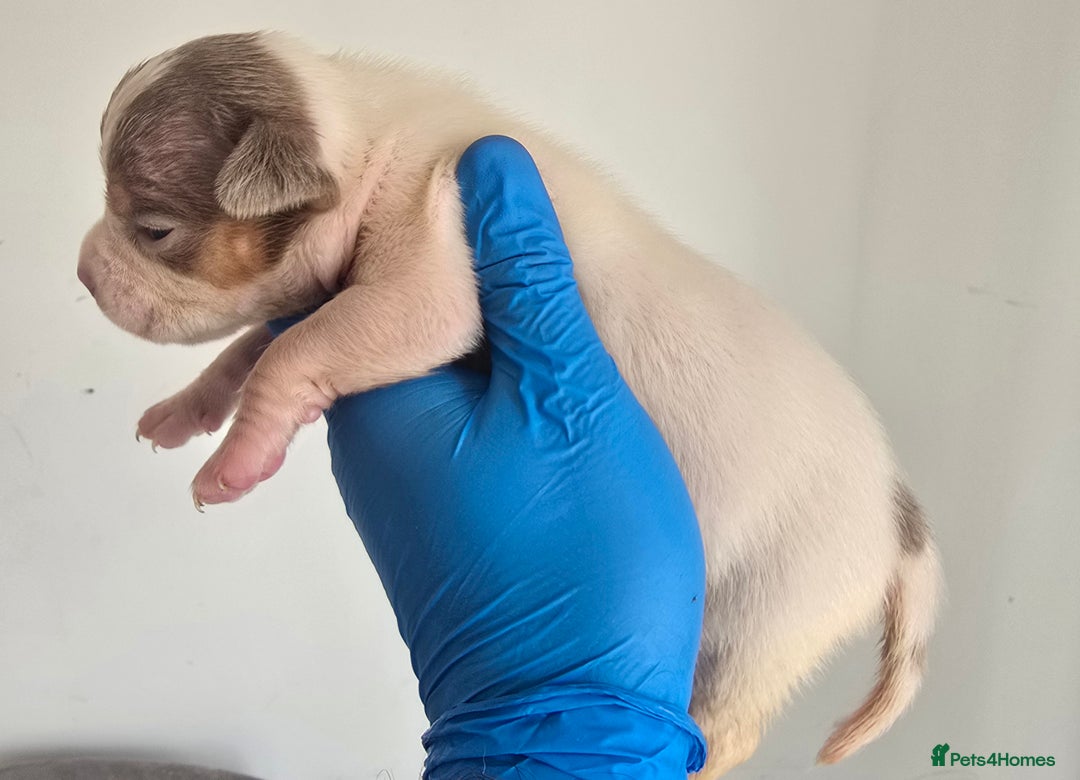 American Bully dogs for sale: Quality pocket/micro bully pups  - Image 6