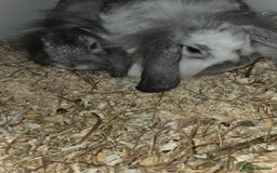 Mini Lop rabbits for sale: 2 mini lop ears rabbits and indoor hutch for sale - Image 4