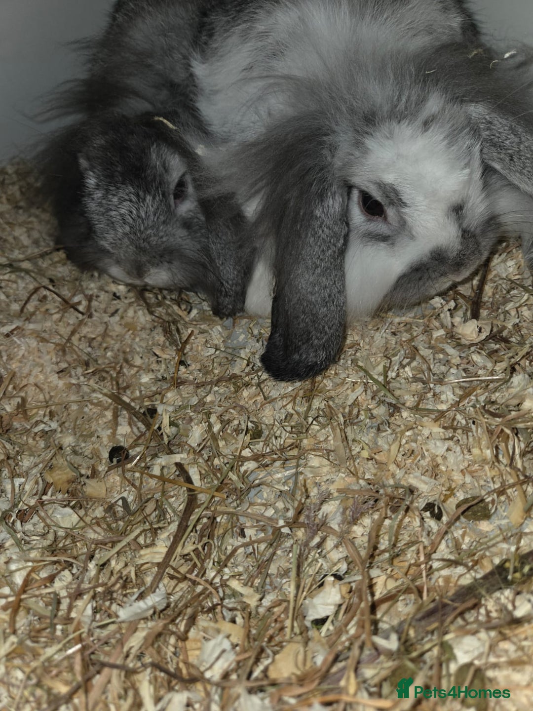 Mini Lop rabbits for sale: 2 mini lop ears rabbits and indoor hutch for sale - Image 4
