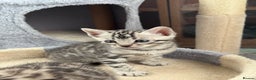Bengal cats for sale: Ready mid March. Stunning TICA-registered Bengals  - Advert 6