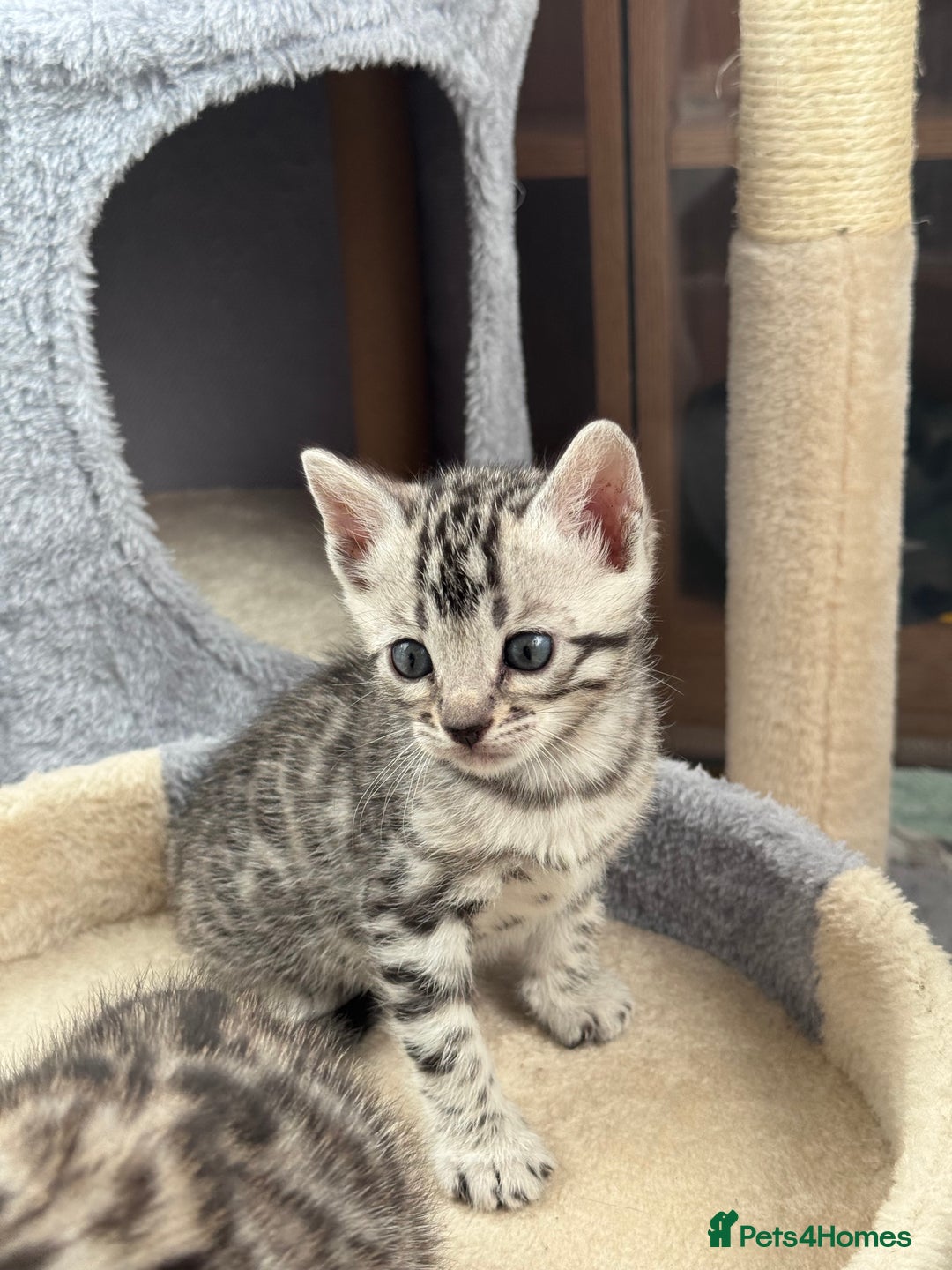 Bengal cats for sale: Ready mid March. Stunning TICA-registered Bengals  - Advert 6