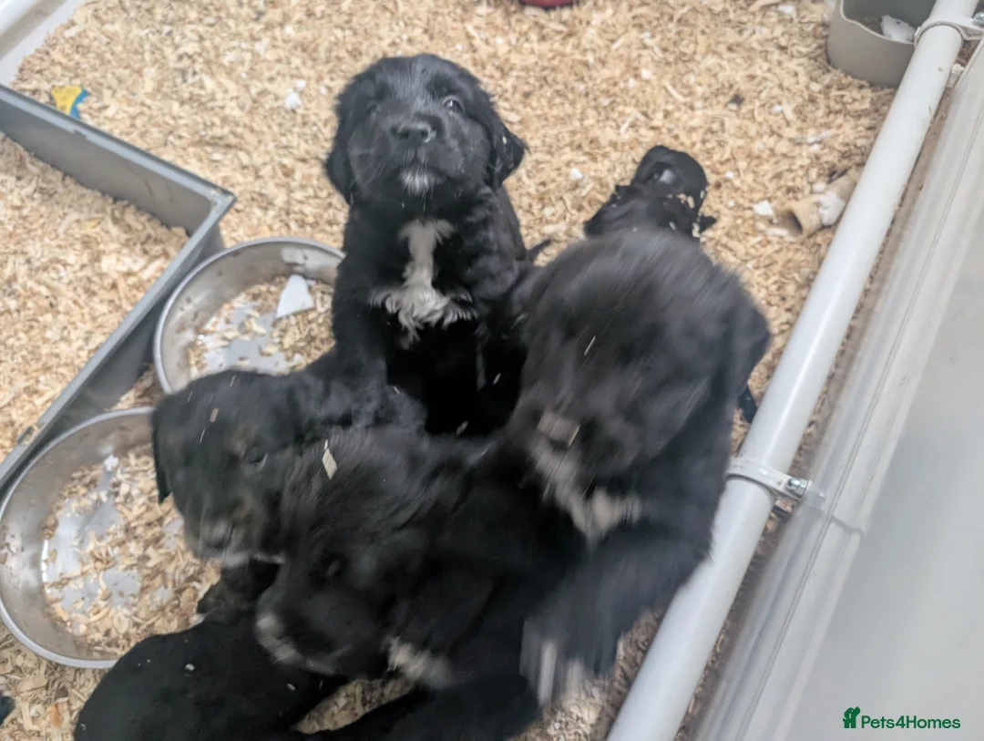 Golden Retriever dogs for stud: Catrigg macadamia (MAX) - Advert 10