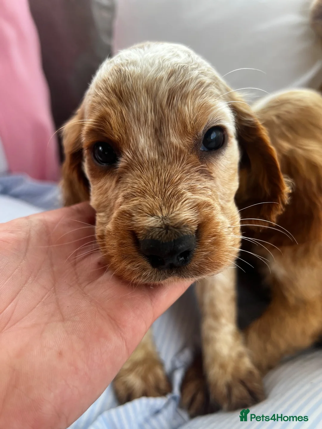 Cocker Spaniel dogs for sale: Show type cocker boys  in Daventry - Advert 24