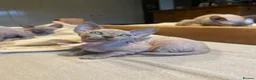 Sphynx cats for sale: Amazing Sphynx & Elf Kittens  - Advert 17