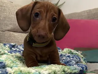 Miniature Dachshund dogs Full of fun Miniature Dachshunds - ONE BOY LEFT - Advert 9