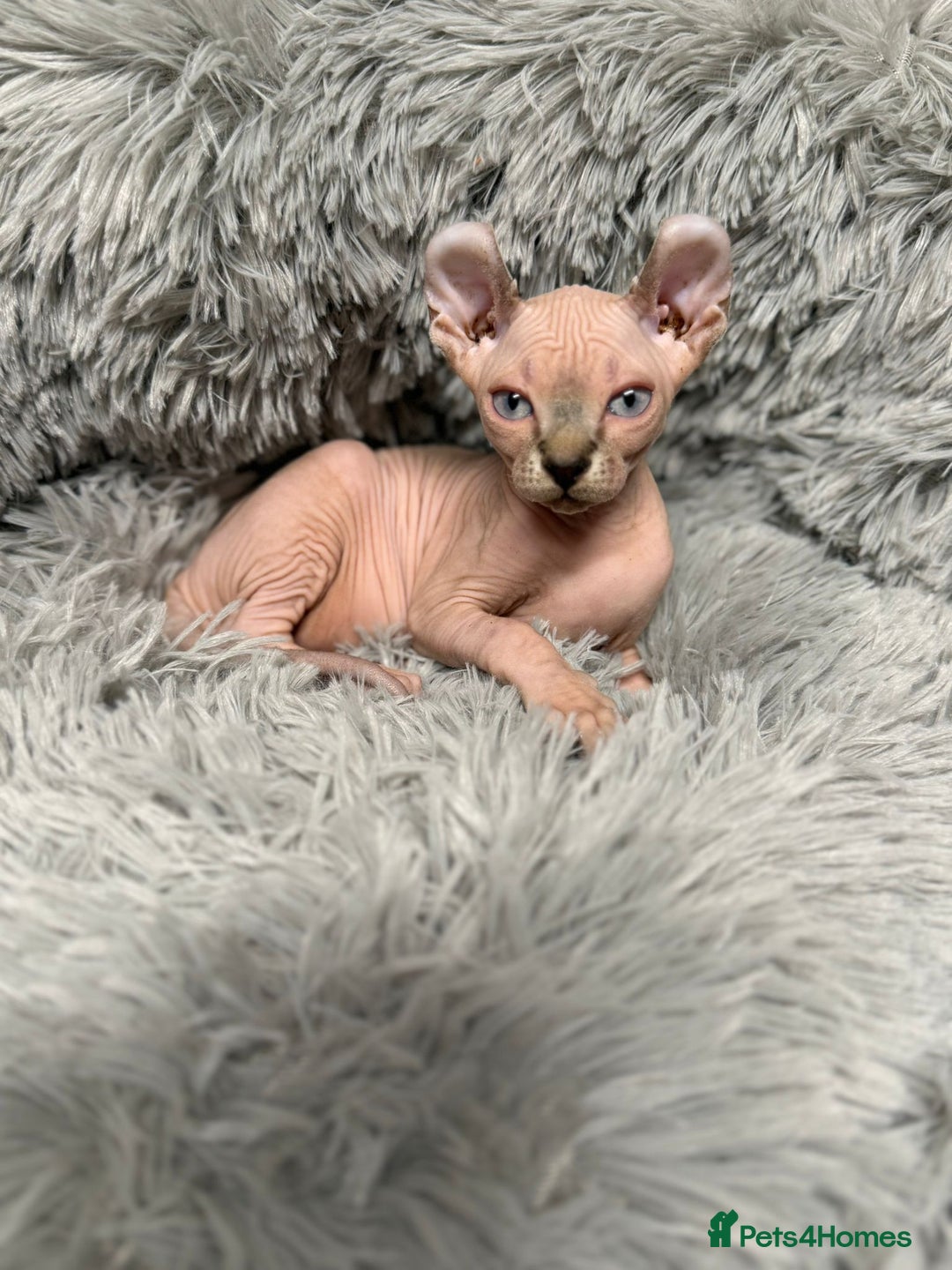 Sphynx cats for sale: TICA Reg Sphynx Kittens, Extensive Genetic Testing - Advert 22