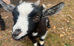 Goats livestock for sale: Two Wether Pygmy Goat Kids - Image 5