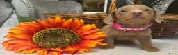 Miniature Dachshund dogs for sale: True miniature Daschound  - Advert 4