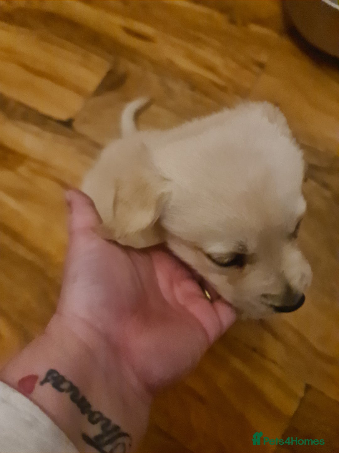 Labrador Retriever dogs for sale: Two beautiful boys - Advert 7