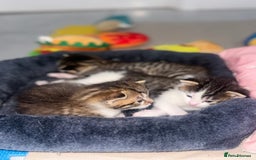 Mixed Breed cats for sale: MIXED TABBY - Image 9