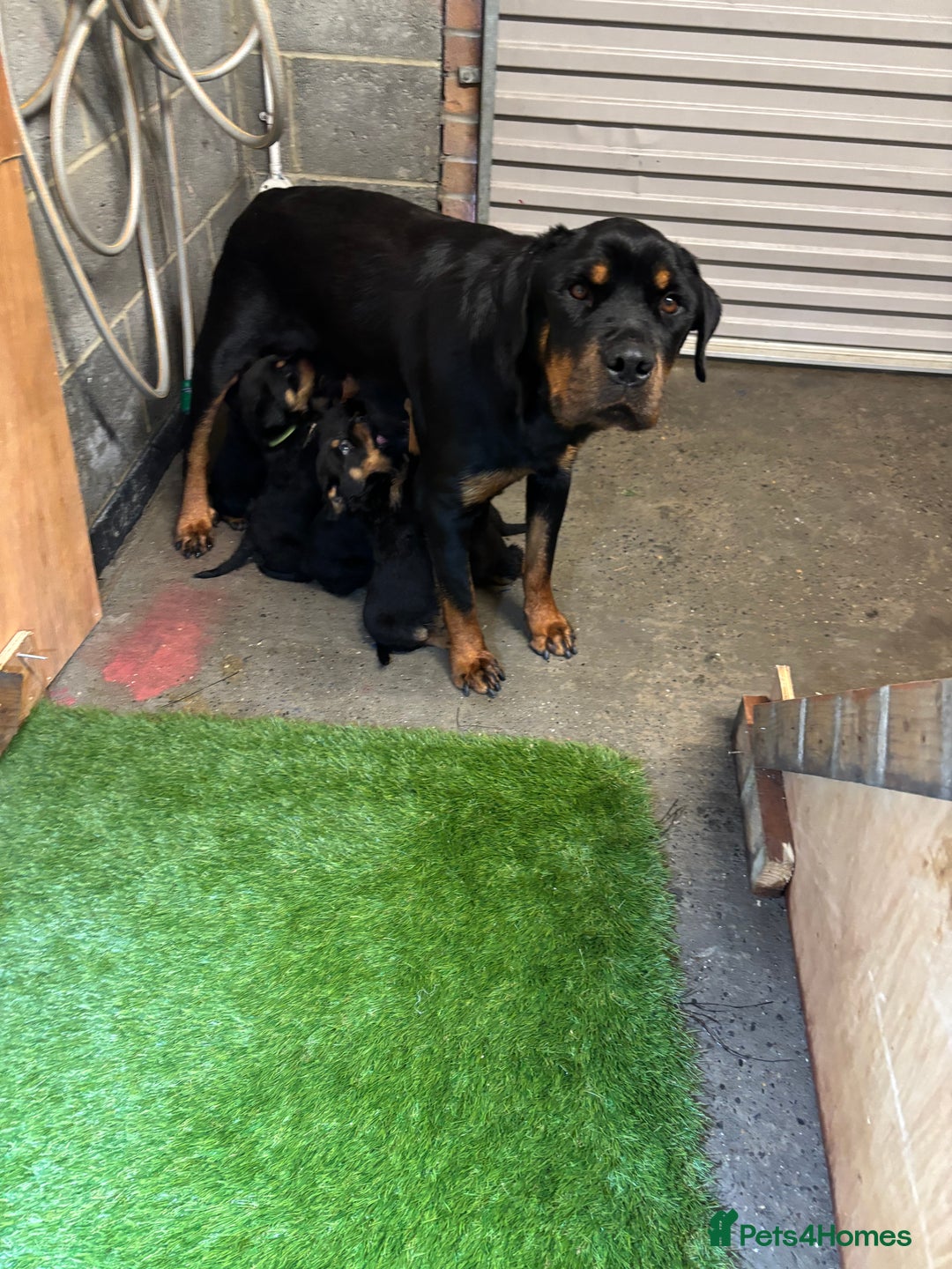 Rottweiler dogs for sale: Rotty/rottweiler puppies - Image 12