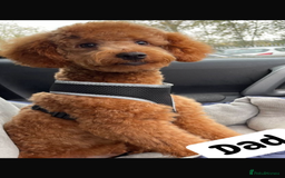 Cavapoo dogs for sale: F1 cavapoo puppys - Image 7