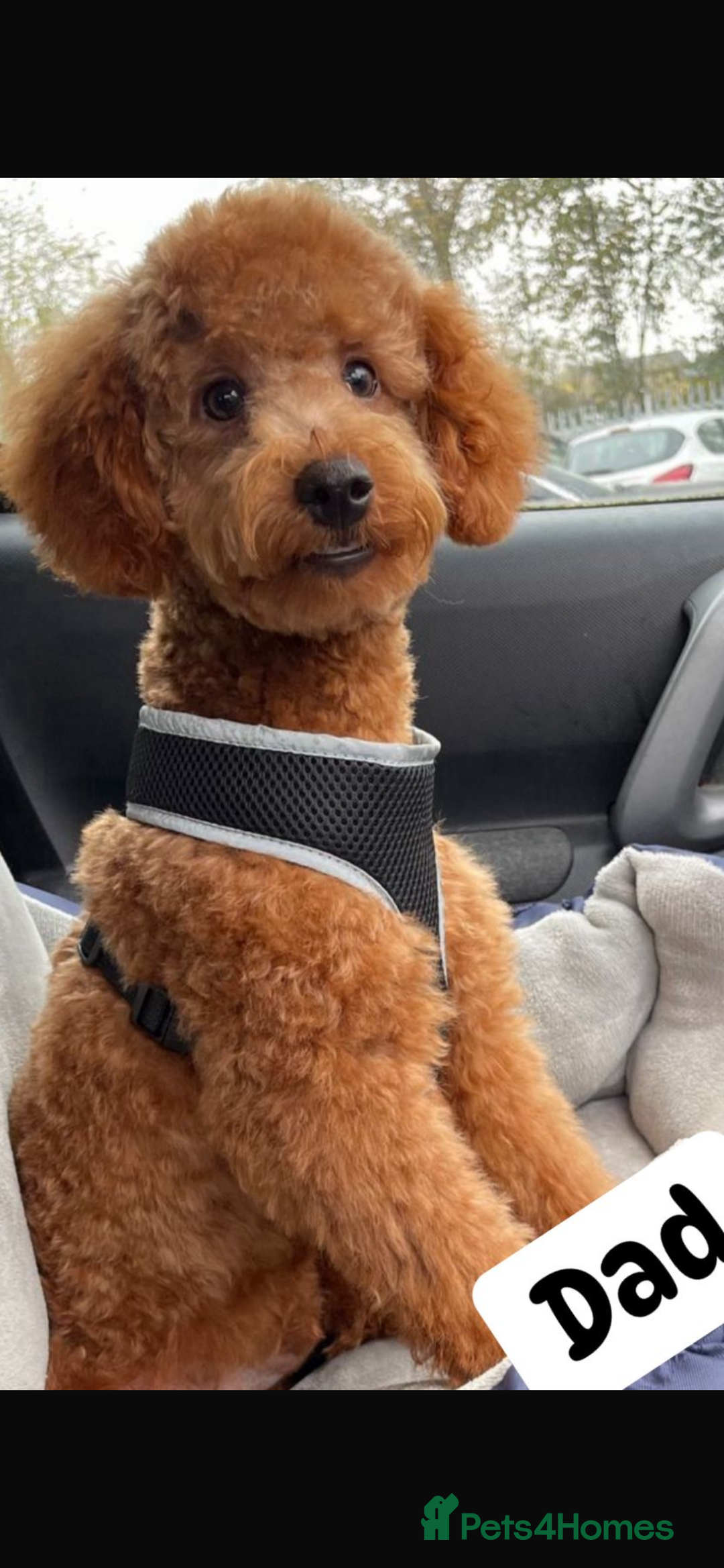 Cavapoo dogs for sale: F1 cavapoo puppys - Image 7