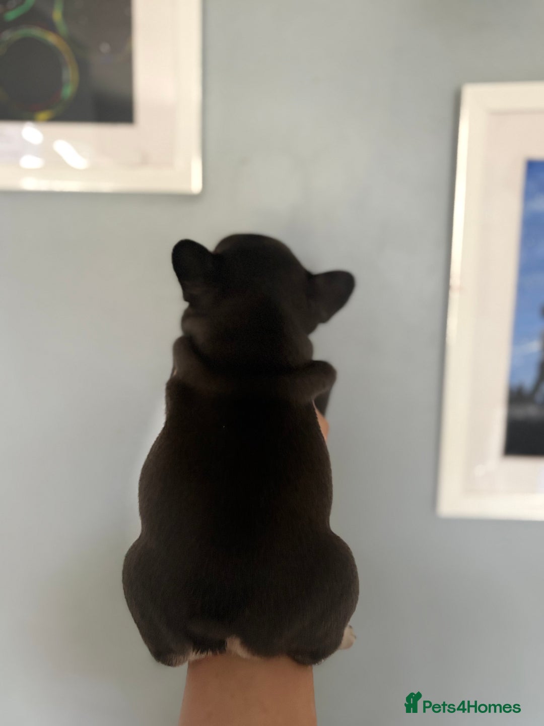 French Bulldog dogs for sale: Chunky French bulldog puppies  - Image 13