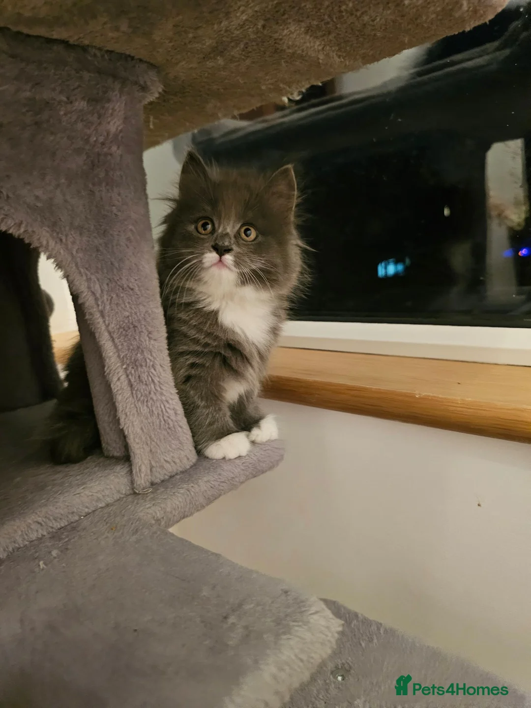 Mixed Breed cats for sale: Mixed breed beautiful girl  - Advert 8