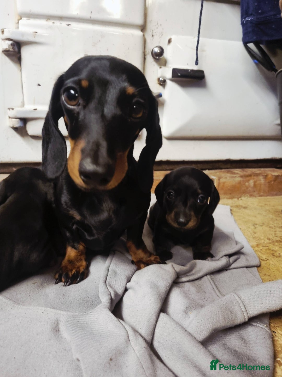 Miniature Dachshund dogs for sale: Stunning Miniature Dachshund Puppies - Advert 27
