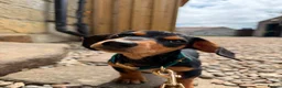 Dachshund dogs for sale: Beautiful dachshund 5 months.  in Leeds - Advert 3