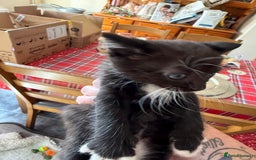British Shorthair cats for sale: Gorgeous fluffy kittens for sale half bengal  - Image 3