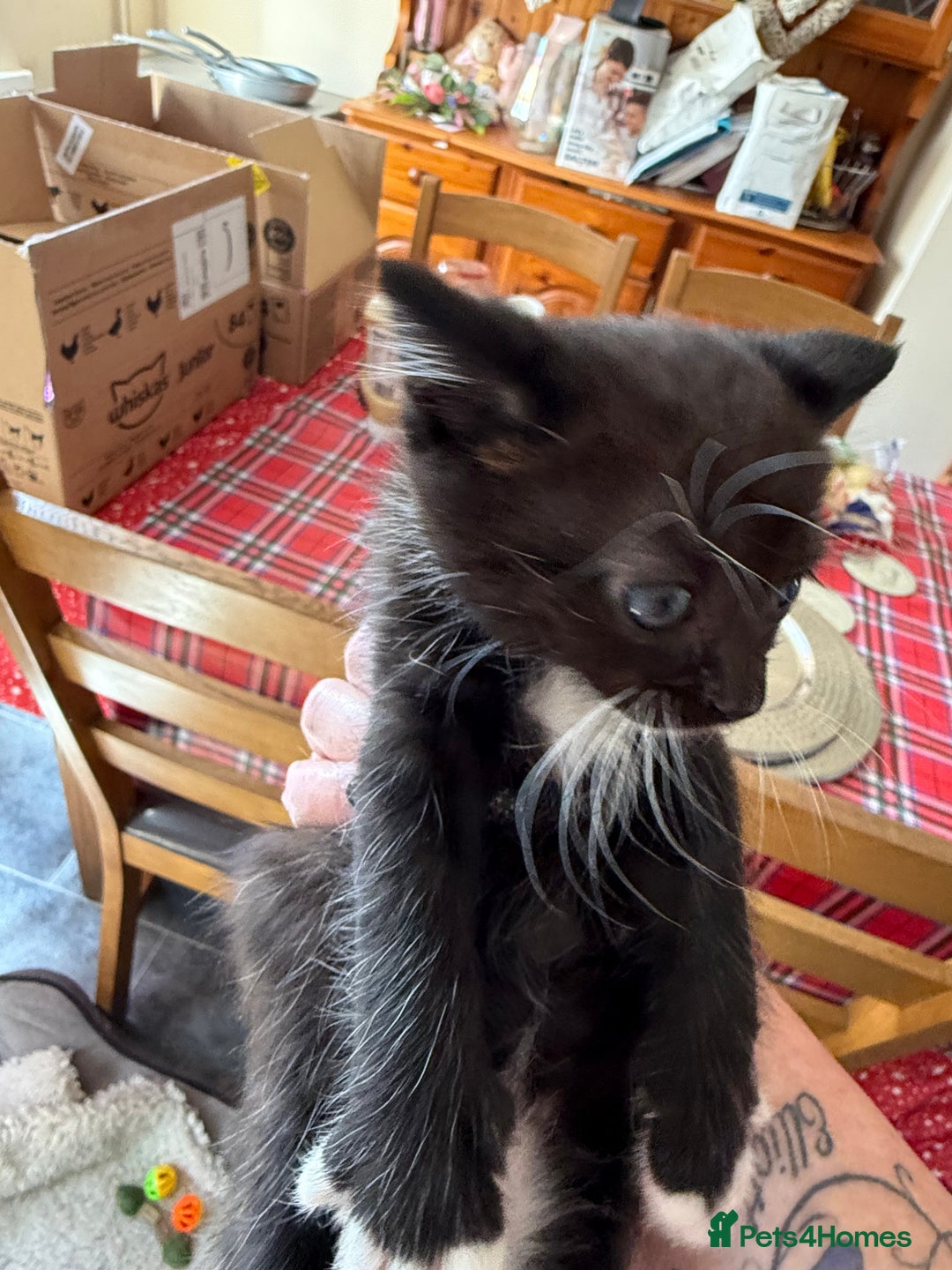 British Shorthair cats for sale: Gorgeous fluffy kittens for sale half bengal  - Image 3
