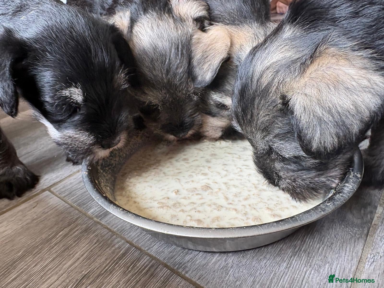 Miniature Schnauzer dogs Miniature Schnauzer Puppies - Advert 1
