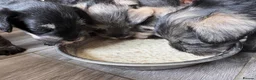 Miniature Schnauzer dogs for sale: Miniature Schnauzer Puppies - Advert 1