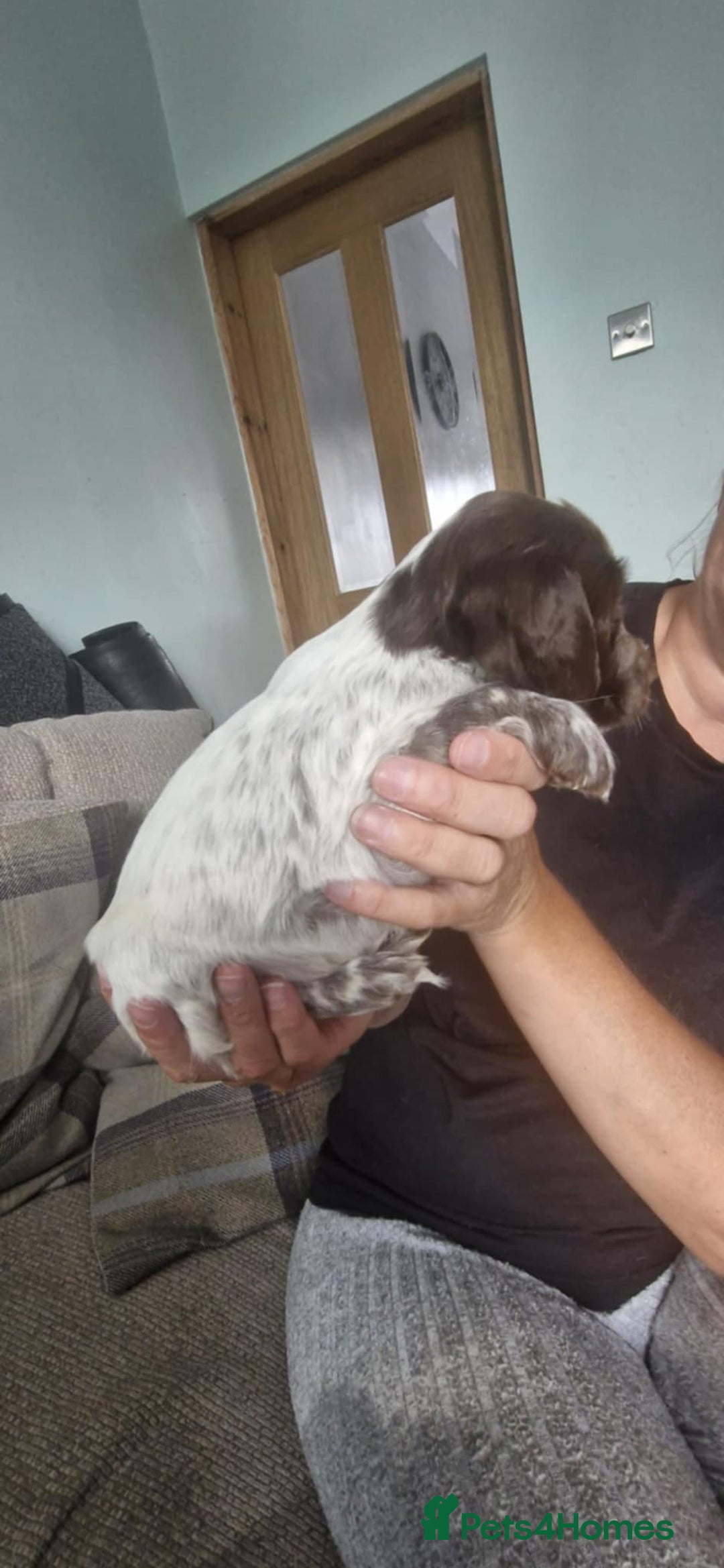 Sprocker dogs for sale: Sprocker puppies  - Image 3