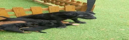 Patterdale Terrier dogs for sale: Pattadale terrier pups in Liverpool - Advert 28