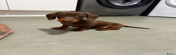 Miniature Dachshund dogs for sale: Beautiful miniature dachshund puppies - Advert 10