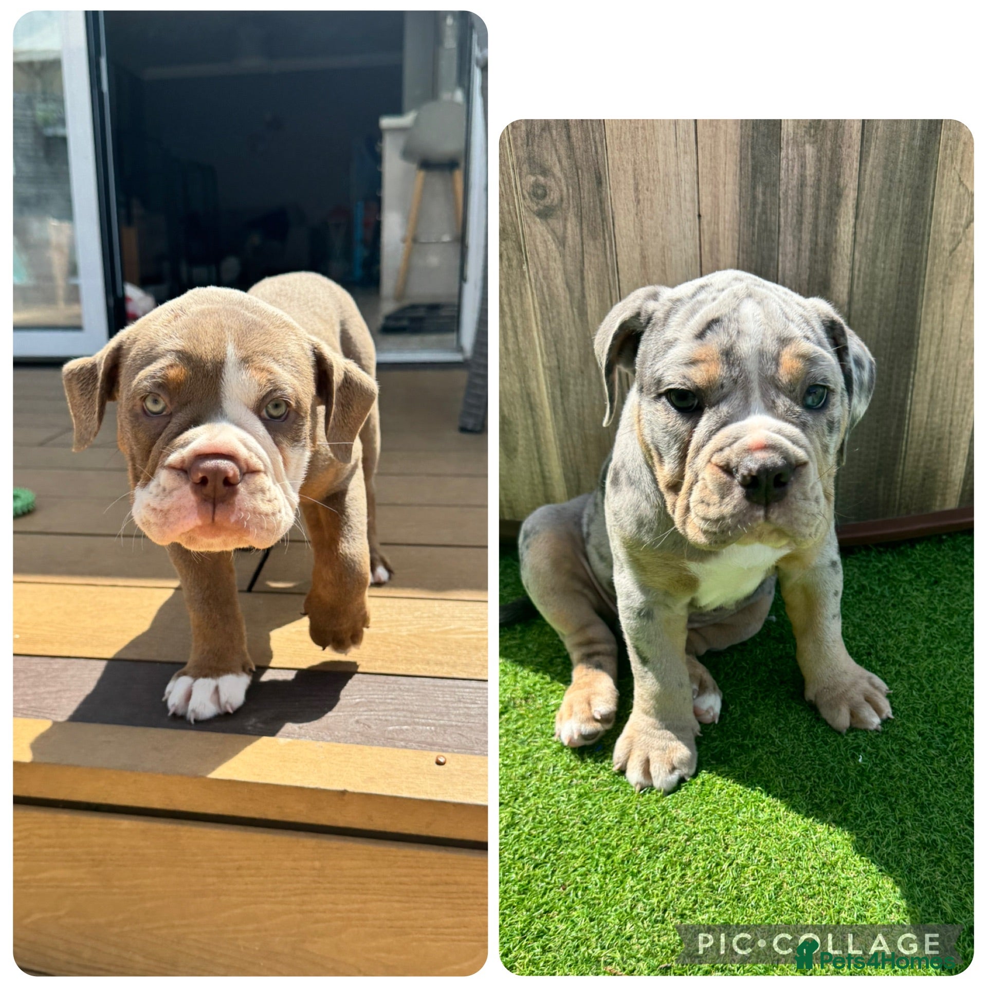 Old Tyme Bulldog dogs Only 2 beautiful pups left Bertie and Belle - Advert 16