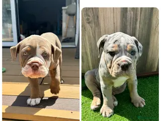 Old Tyme Bulldog dogs Only 2 beautiful pups left Bertie and Belle - Advert 16