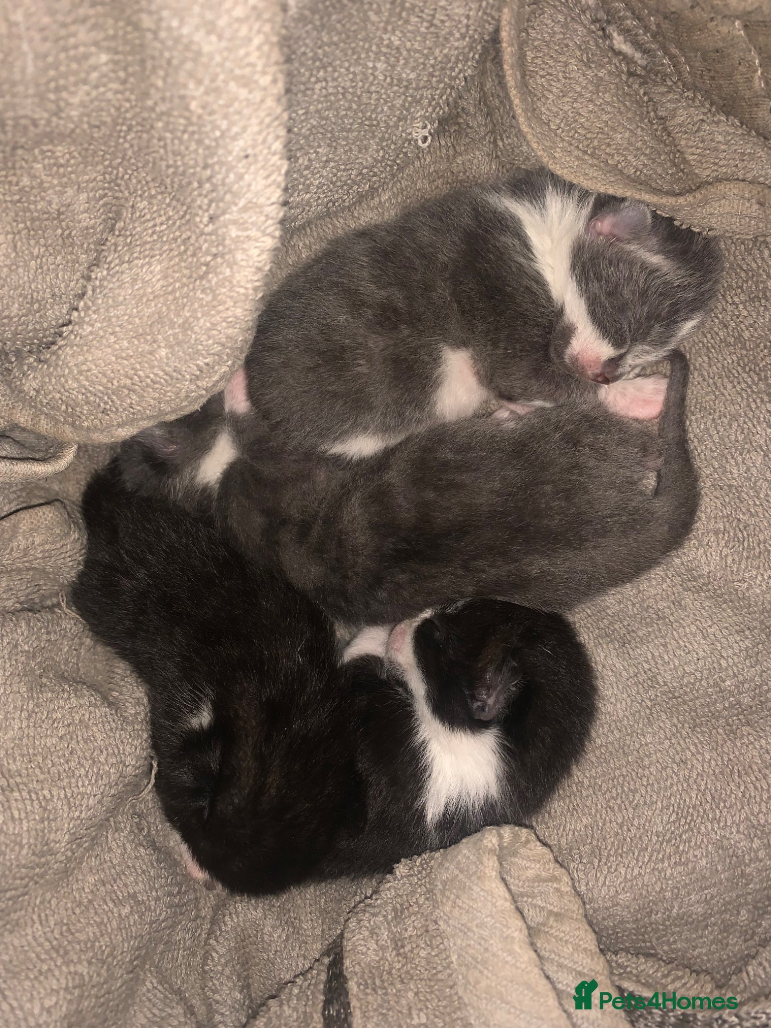 Mixed Breed cats Kittens For Sale In Birmingham: - Advert 4