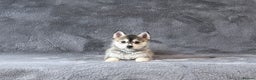 Pomsky dogs for sale: (Loki) small (f3) wolf grey male Pomsky puppy - Advert 4