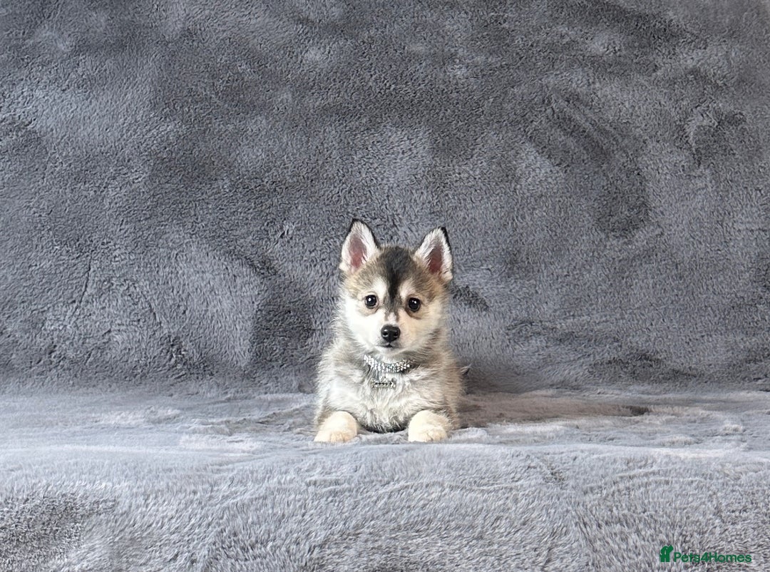 Pomsky dogs for sale: (Loki) small (f3) wolf grey male Pomsky puppy - Advert 4