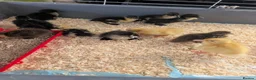 Ducks poultry for sale: Ducklings for sale  - Advert 4