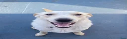 Borador dogs for sale: Bernie - Lab X Collie  - Advert 2